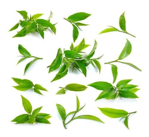 Green tea leaves used in Greenselect Phytosome extract