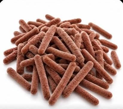 Lactobacillus fermentum probiotic culture